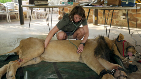 Dierendokter in het wild